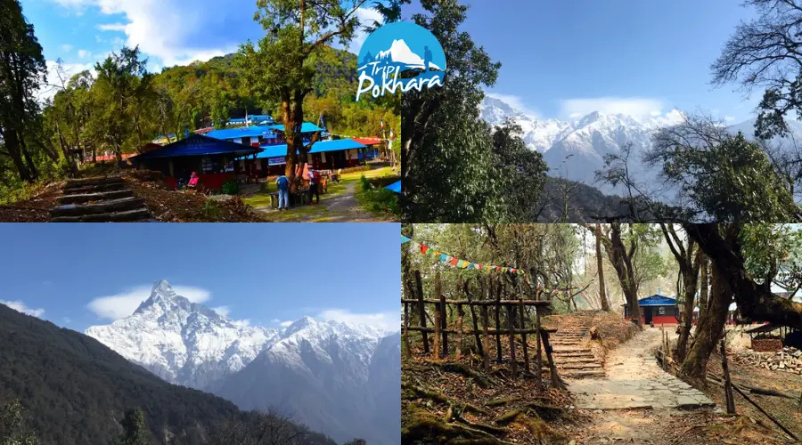Forest Camp Mardi Himal: Your Ultimate Guide to the Trekking Route